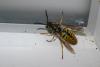 Vespula germanica